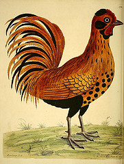painting of a chicken