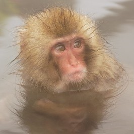 monkey in water
