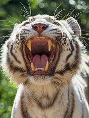 tiger with teeth showing