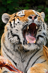 tiger with mouth open